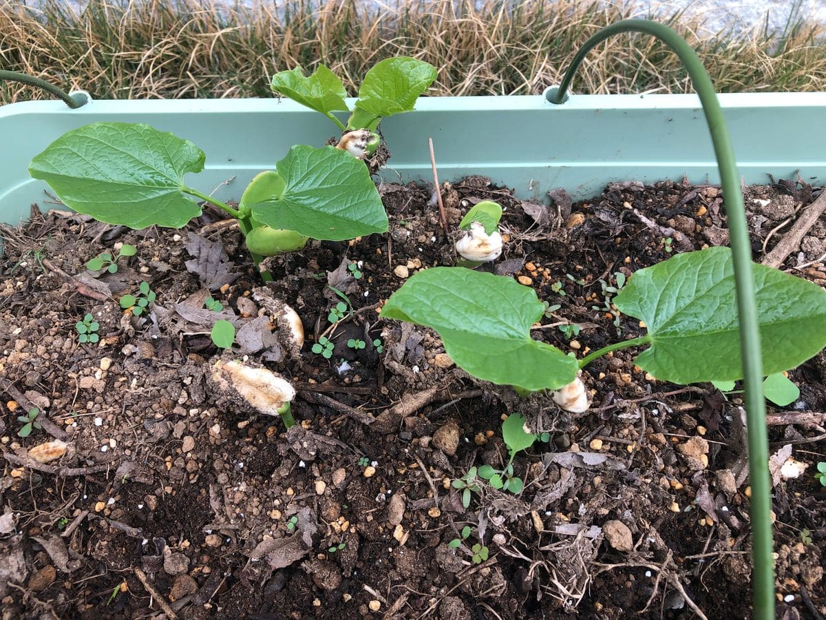 初めての種豆からナタマメ ナタマメの発芽