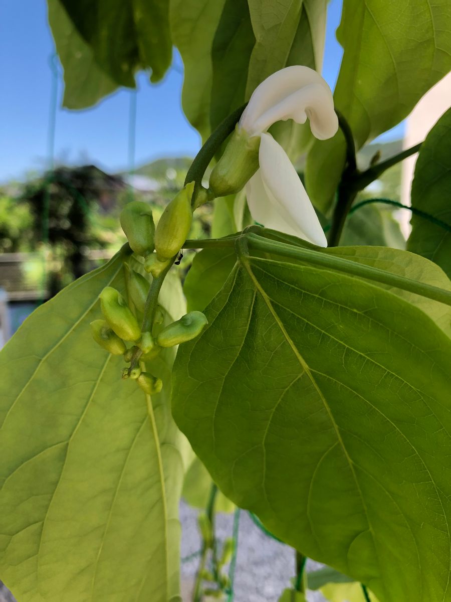 初めての種豆からナタマメ ナタマメの花が咲いた