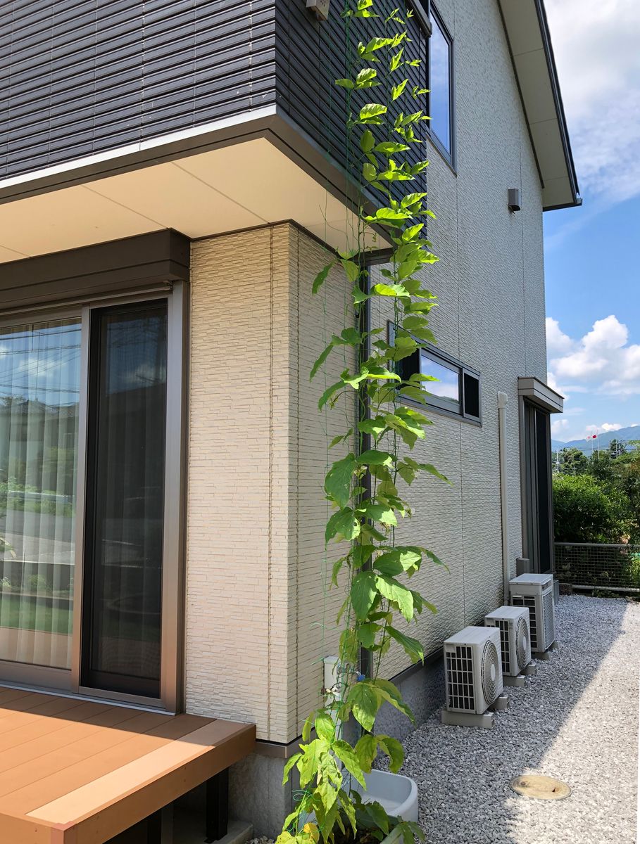 初めての種豆からナタマメ ベランダの天辺まで伸びました