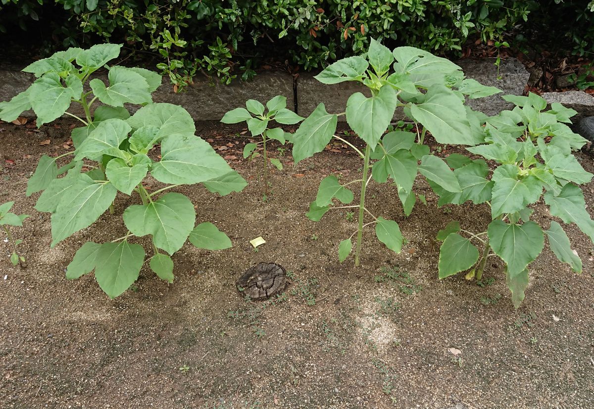 種から育てる🌻ヒマワリコーナーをつくりたい🌻 大きいヒマワリ