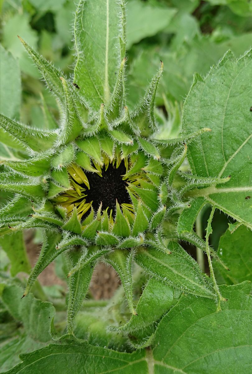 種から育てる🌻ヒマワリコーナーをつくりたい🌻 🌻７月１６日  蕾に花びらが見えてきた