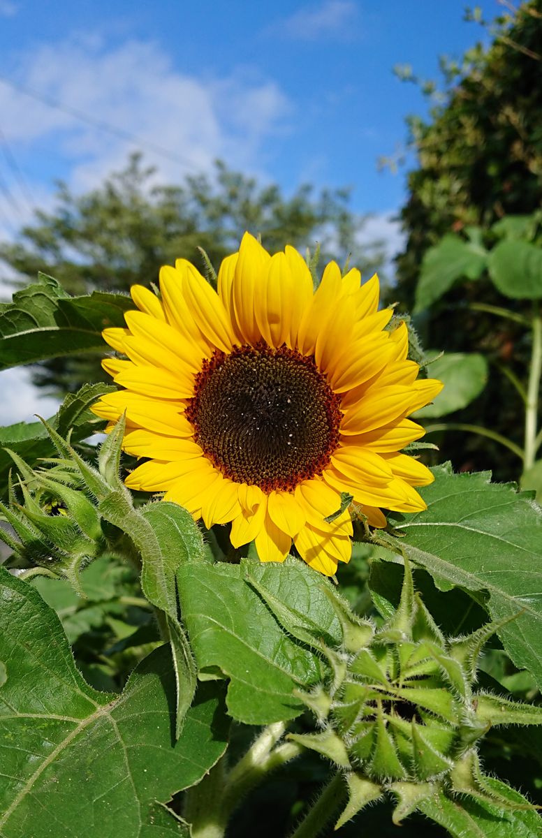 種から育てる🌻ヒマワリコーナーをつくりたい🌻 🌻７月１９日  ミニヒマワリ開花