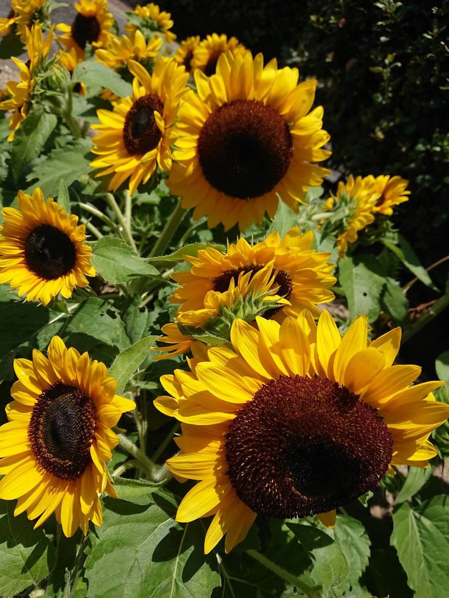 種から育てる🌻ヒマワリコーナーをつくりたい🌻 🌻７月２６日  ミニヒマワリ咲き揃う