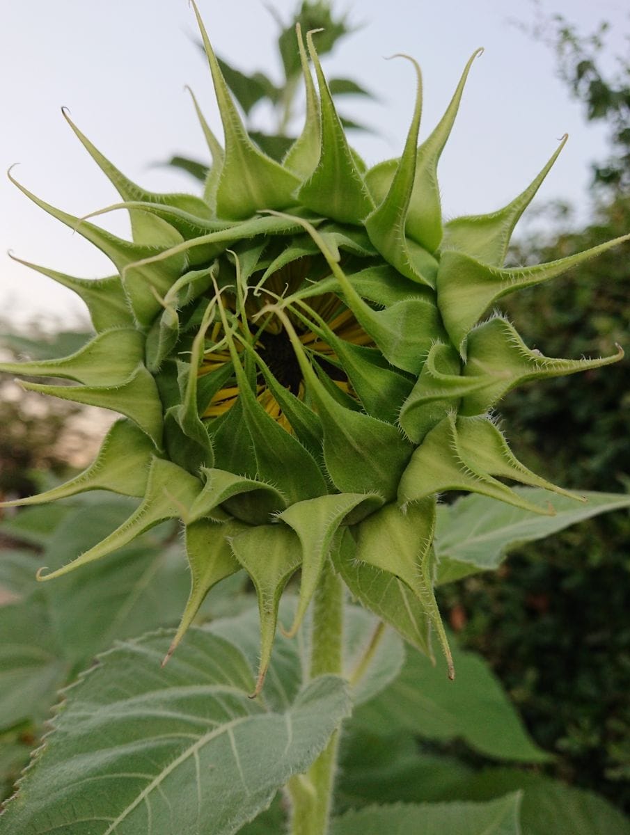 種から育てる🌻ヒマワリコーナーをつくりたい🌻 🌻８月４日大きいヒマワリ蕾