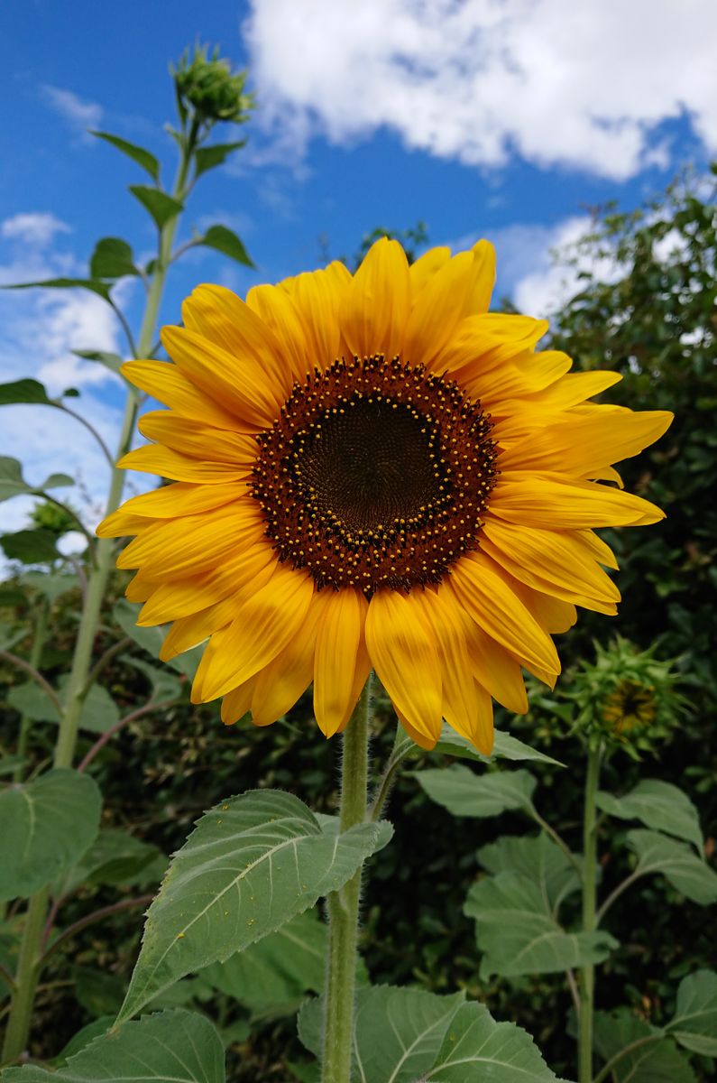 種から育てる🌻ヒマワリコーナーをつくりたい🌻 🌻８月７日 咲いた咲いた🌻🌻