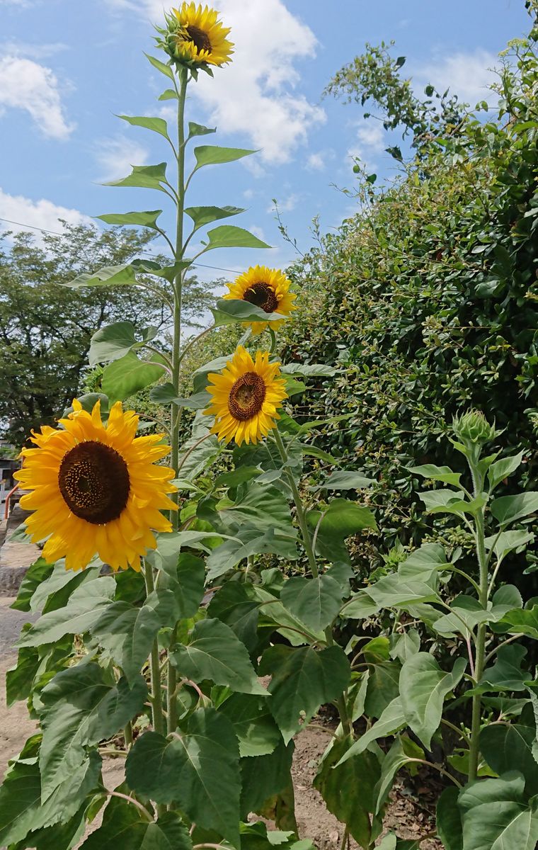 種から育てる🌻ヒマワリコーナーをつくりたい🌻 🌻８月１０日 台風に耐えた