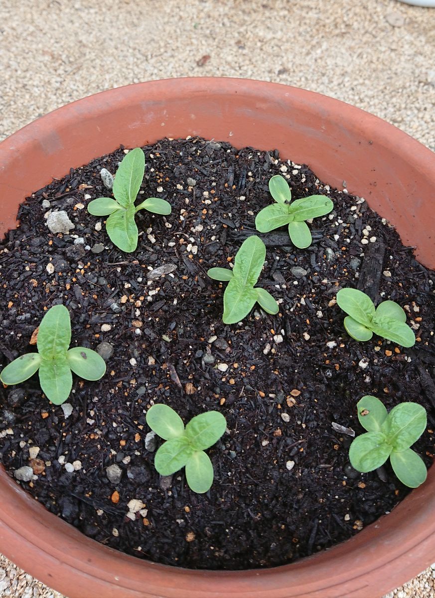 種から育てる🌻ヒマワリコーナーをつくりたい🌻 🌻鉢植え編  6月15日