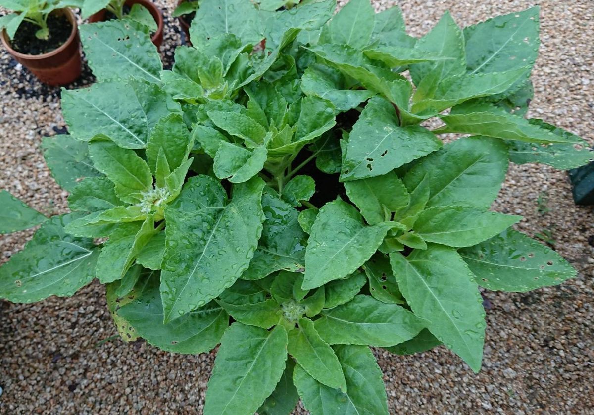 種から育てる🌻ヒマワリコーナーをつくりたい🌻 🌻鉢植え編  7月17日