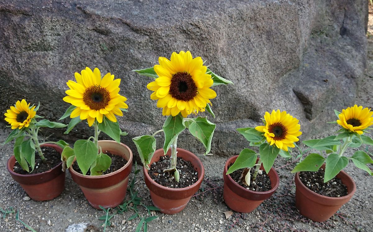 種から育てる🌻ヒマワリコーナーをつくりたい🌻 🌻鉢植え編  8月1日