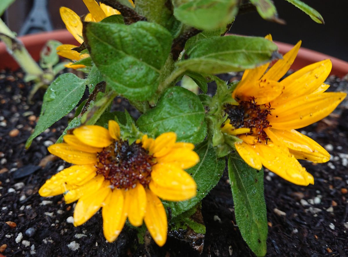 種から育てる🌻ヒマワリコーナーをつくりたい🌻 🌻鉢植え編  9月4日