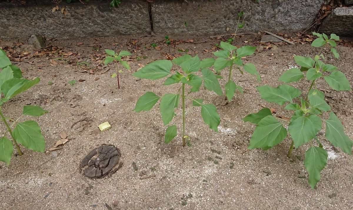 種から育てる🌻ヒマワリコーナーをつくりたい🌻 大きいヒマワリも