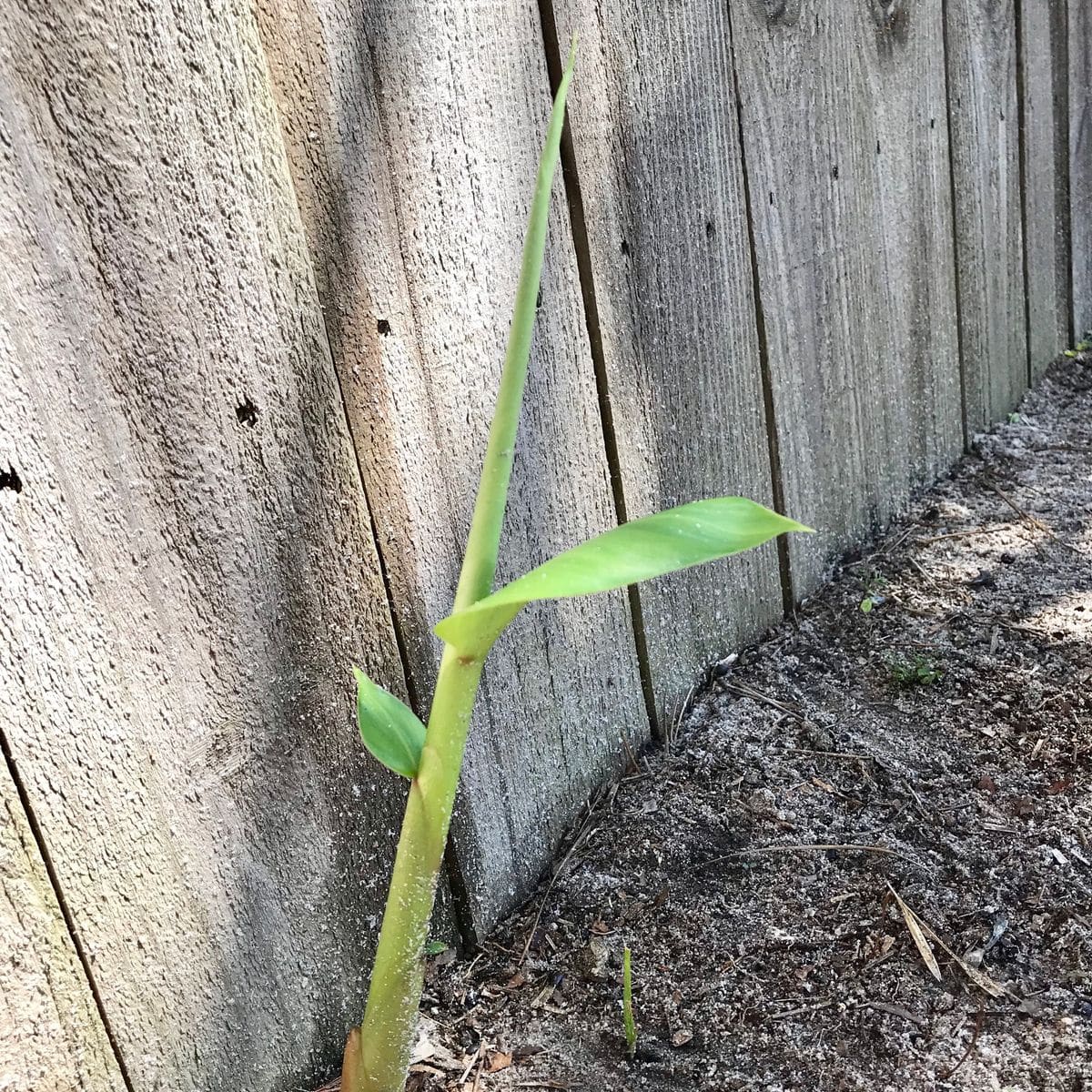 勝手に生えてきた知らない植物を見守った結果⇨咲いたのはヘディキウム 出会いは突然に