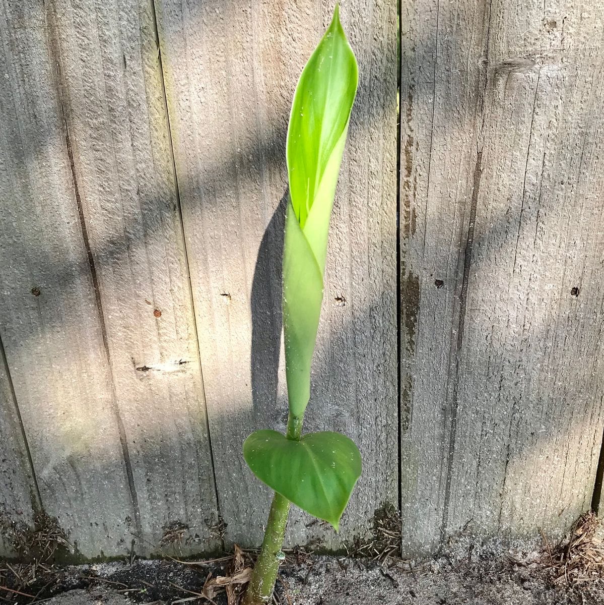 勝手に生えてきた知らない植物を見守った結果⇨咲いたのはヘディキウム 伸びてる