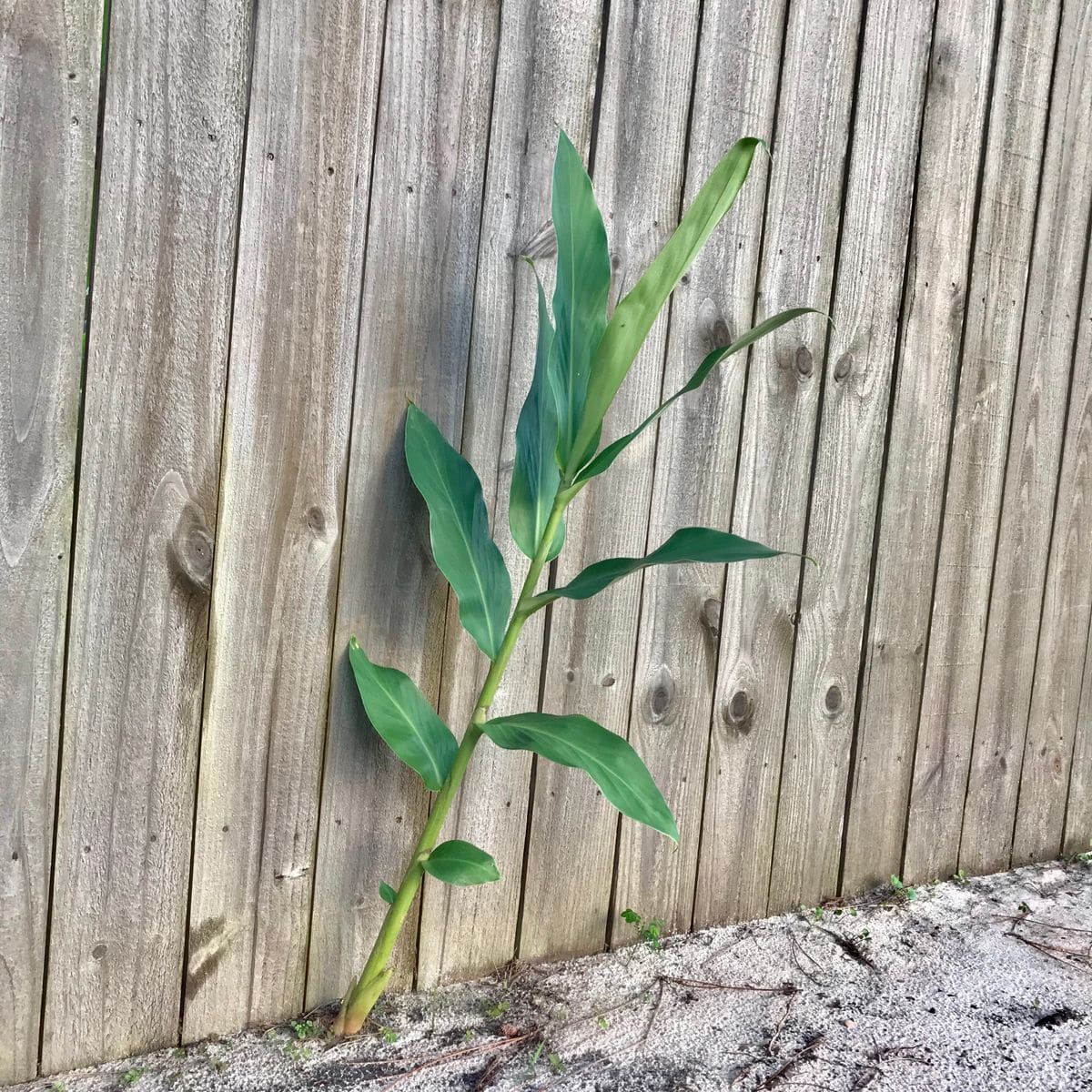 勝手に生えてきた知らない植物を見守った結果⇨咲いたのはヘディキウム つぼみが出来ない