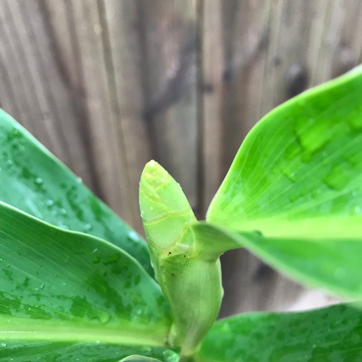 勝手に生えてきた知らない植物を見守った結果⇨咲いたのはヘディキウム つぼみらしき物体が