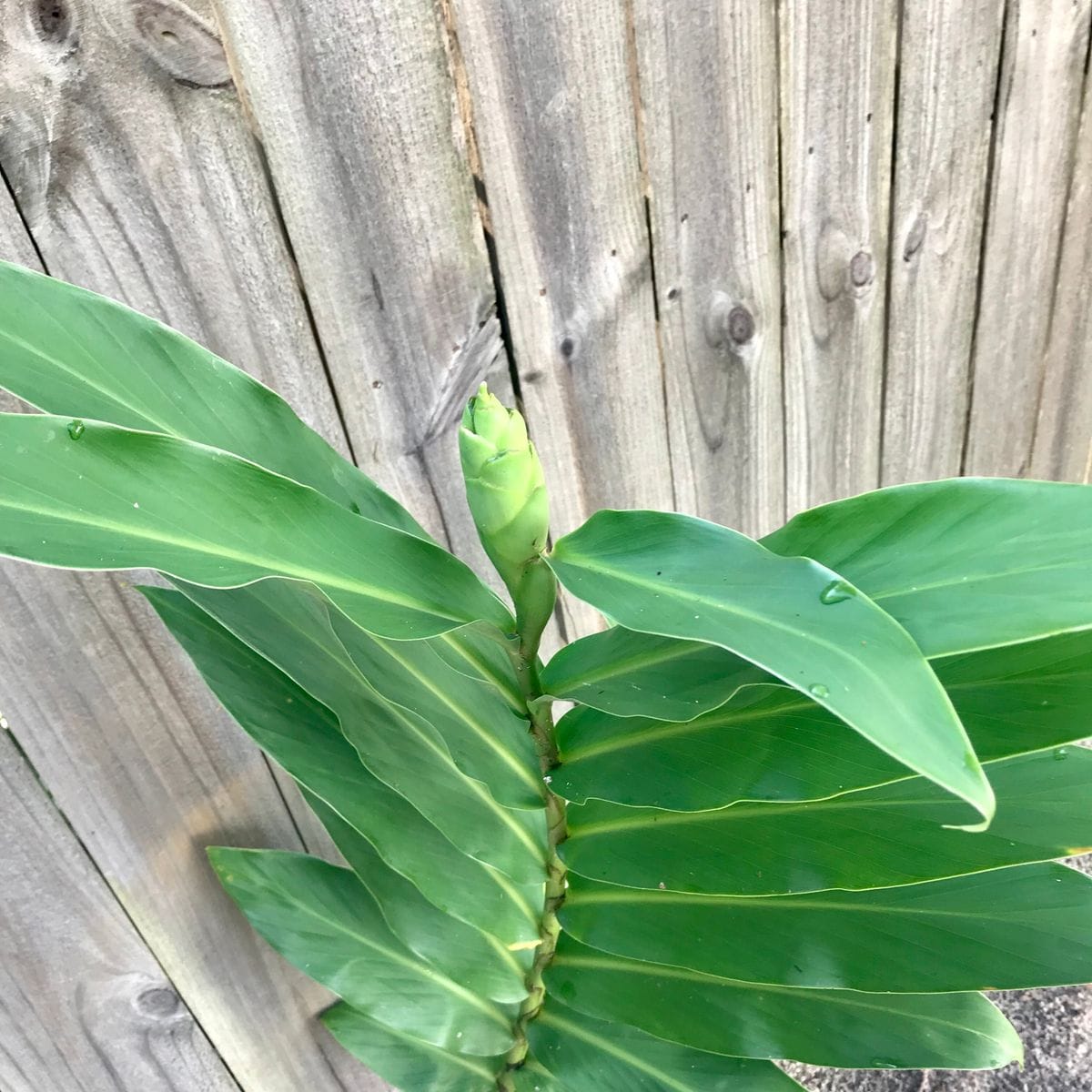 勝手に生えてきた知らない植物を見守った結果⇨咲いたのはヘディキウム タケノコに似てる！