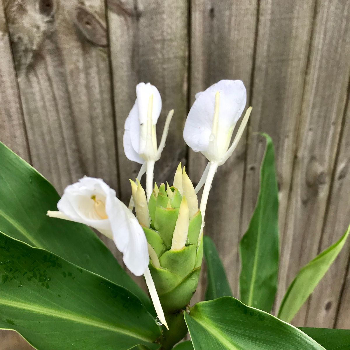 勝手に生えてきた知らない植物を見守った結果⇨咲いたのはヘディキウム おお！咲いた〜でも分からない美しい花