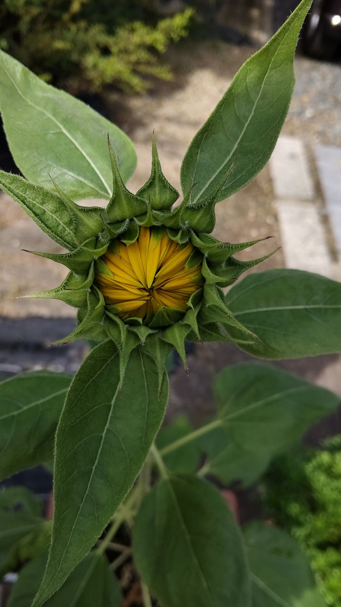 🌻サンリッチ種🌻種は苦手 蕾