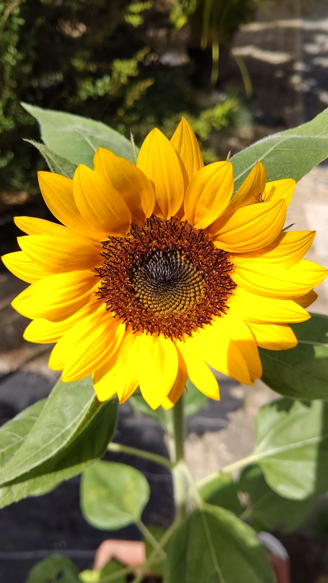 🌻サンリッチ種🌻種は苦手 🎉開花宣言🎉