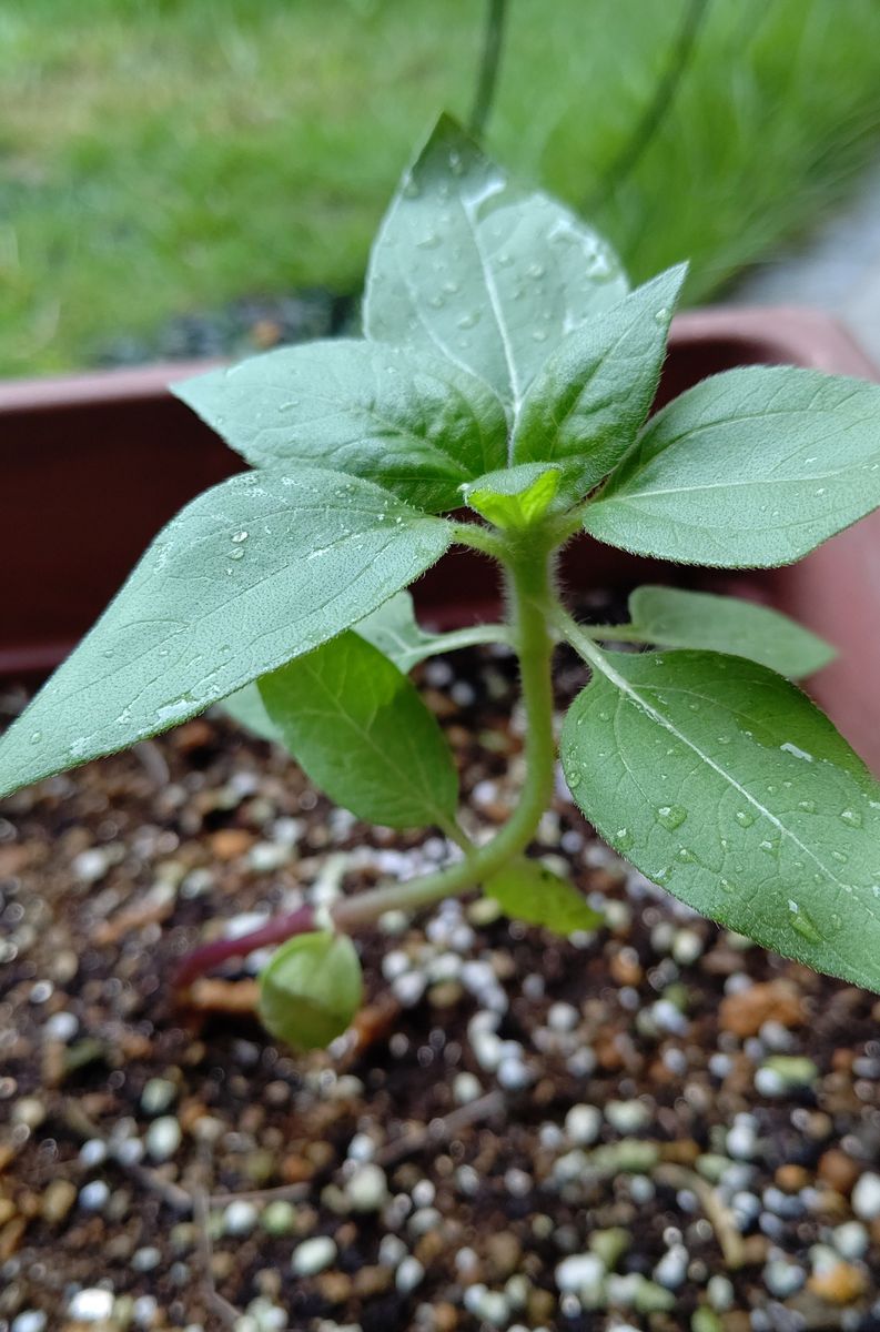 🌻サンリッチ種🌻種は苦手 大鉢に引っ越し