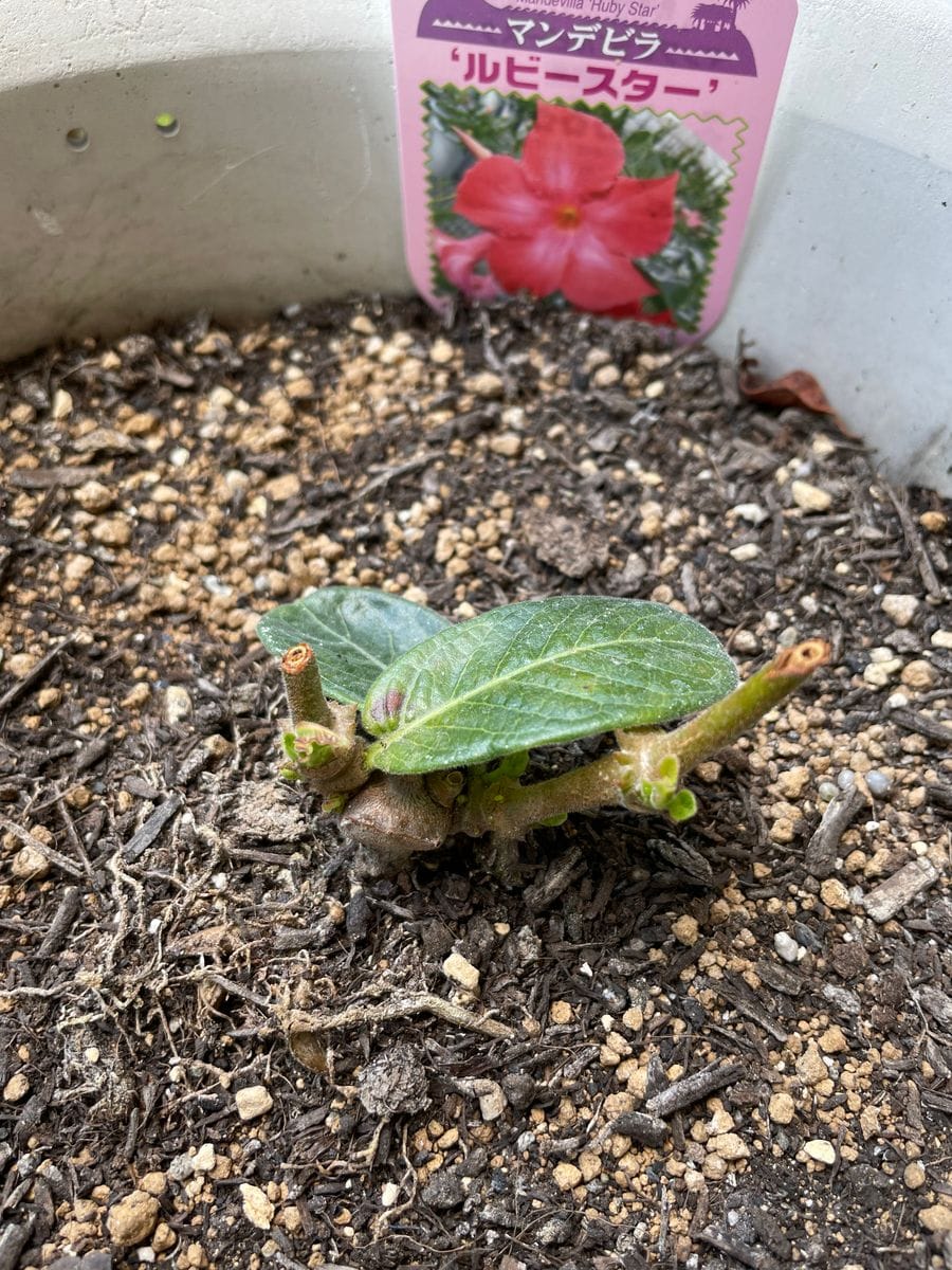 復活してねマンデビラ🌸 新たに芽が出てきました