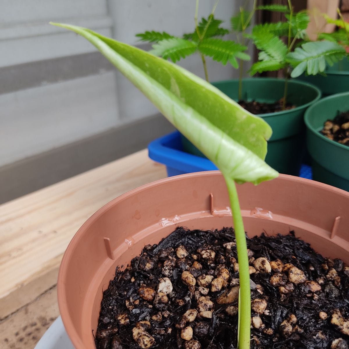 モンステラ茎伏せから葉が開くまでの記録 7月28日