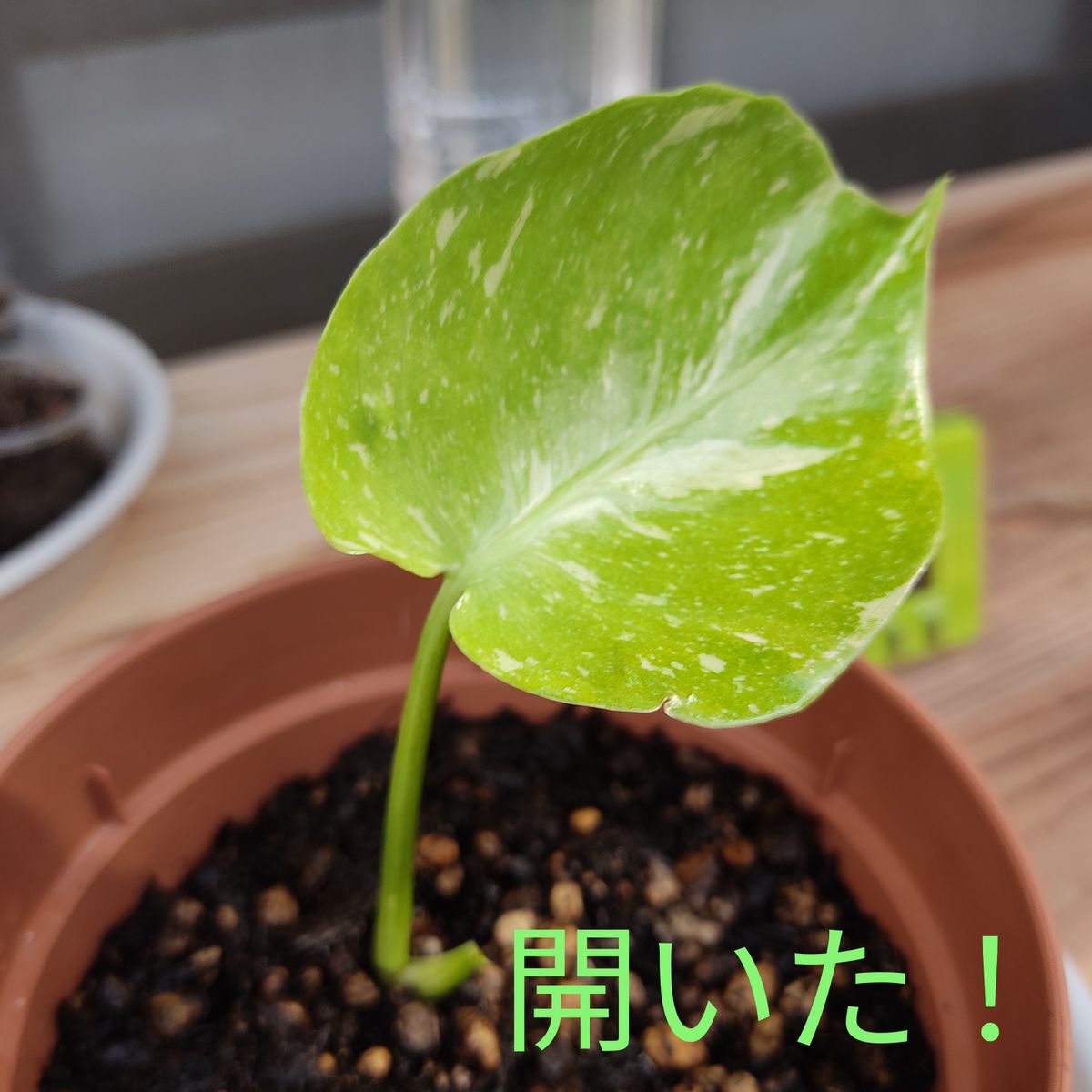 モンステラ茎伏せから葉が開くまでの記録 7月30日