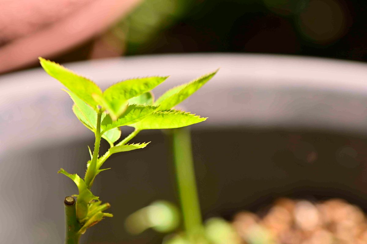 ハリーエドランド さらに挿し木中 虫食いでも芽は出てきた2021/7/31