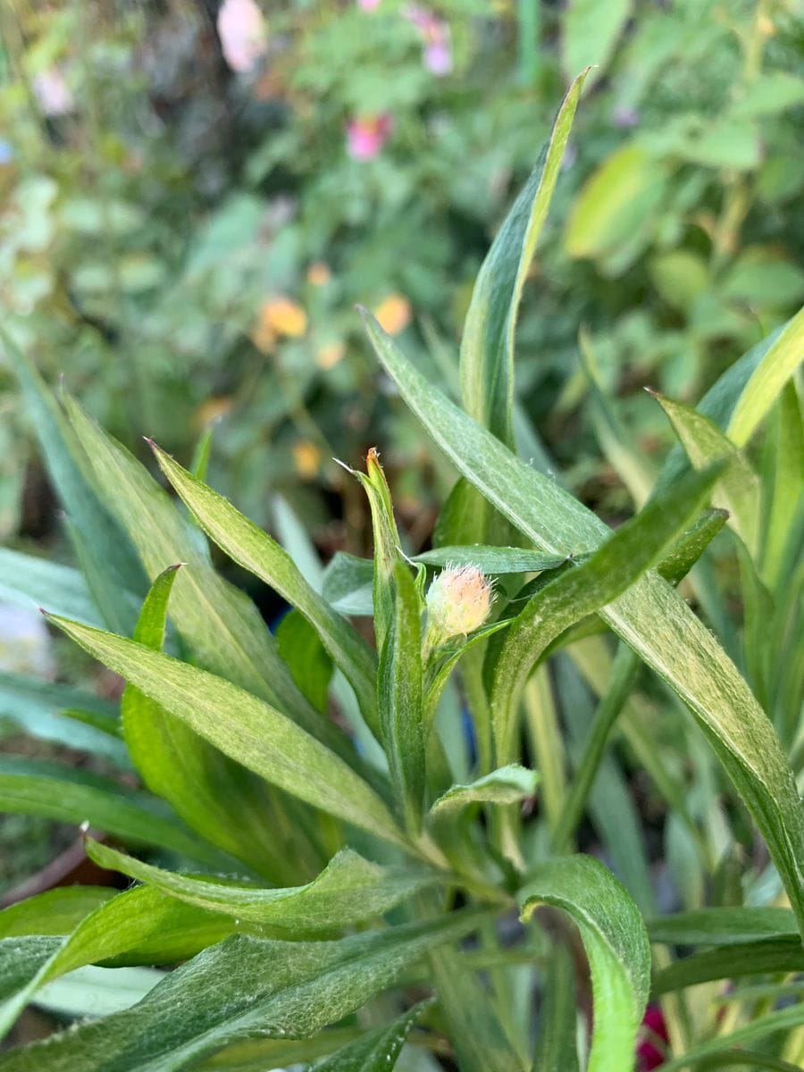 はじめての矢車草🌸 10月23日　蕾かな🌸