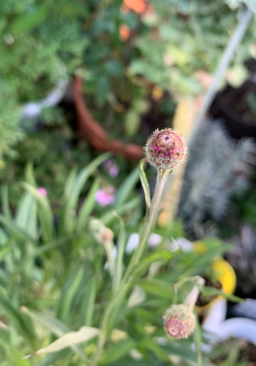 はじめての矢車草🌸 10月30日　つぼみ