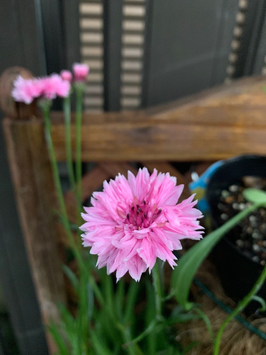 はじめての矢車草🌸 11月9日　開花1号🌸