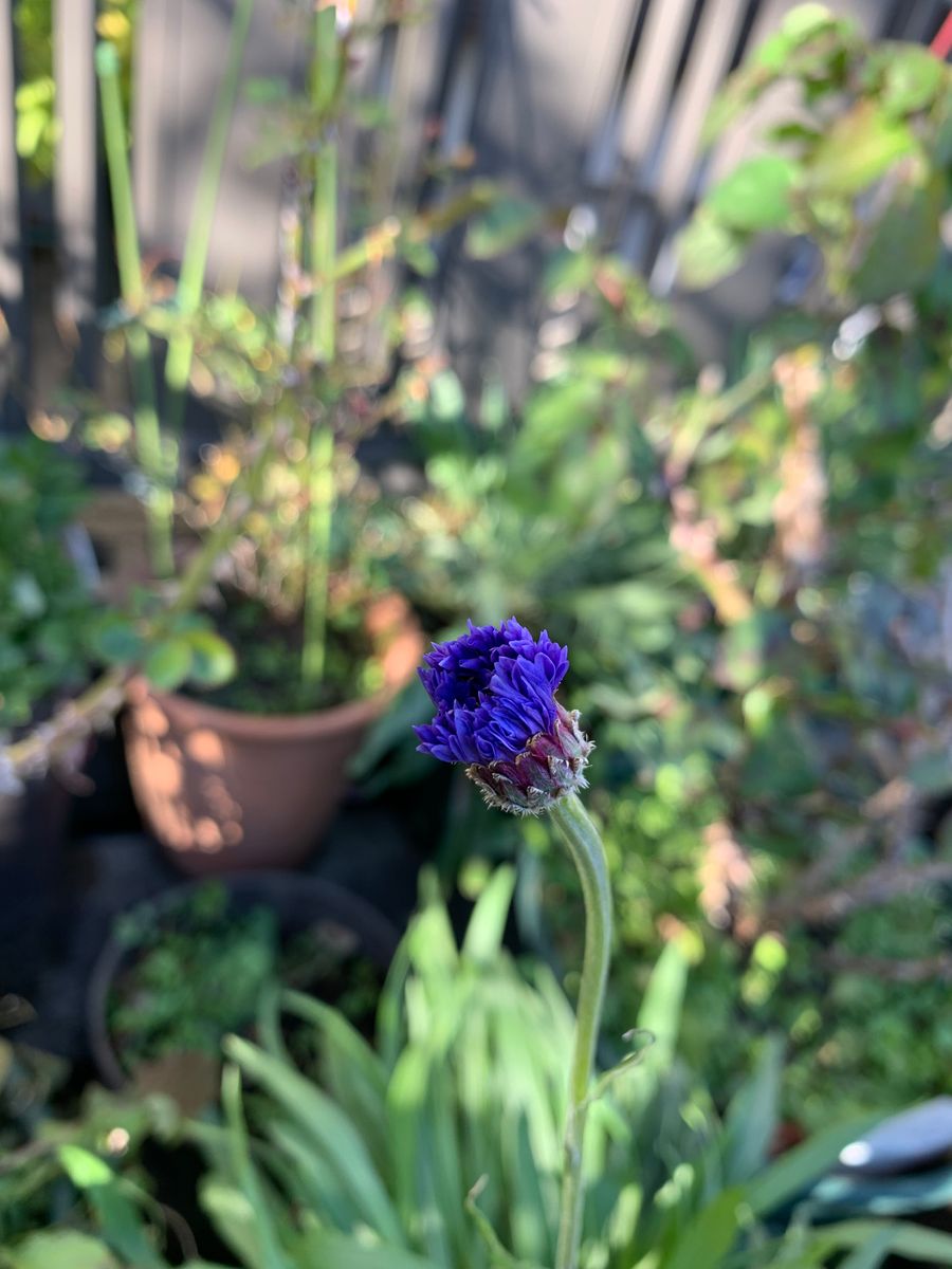 はじめての矢車草🌸 1月2日　青