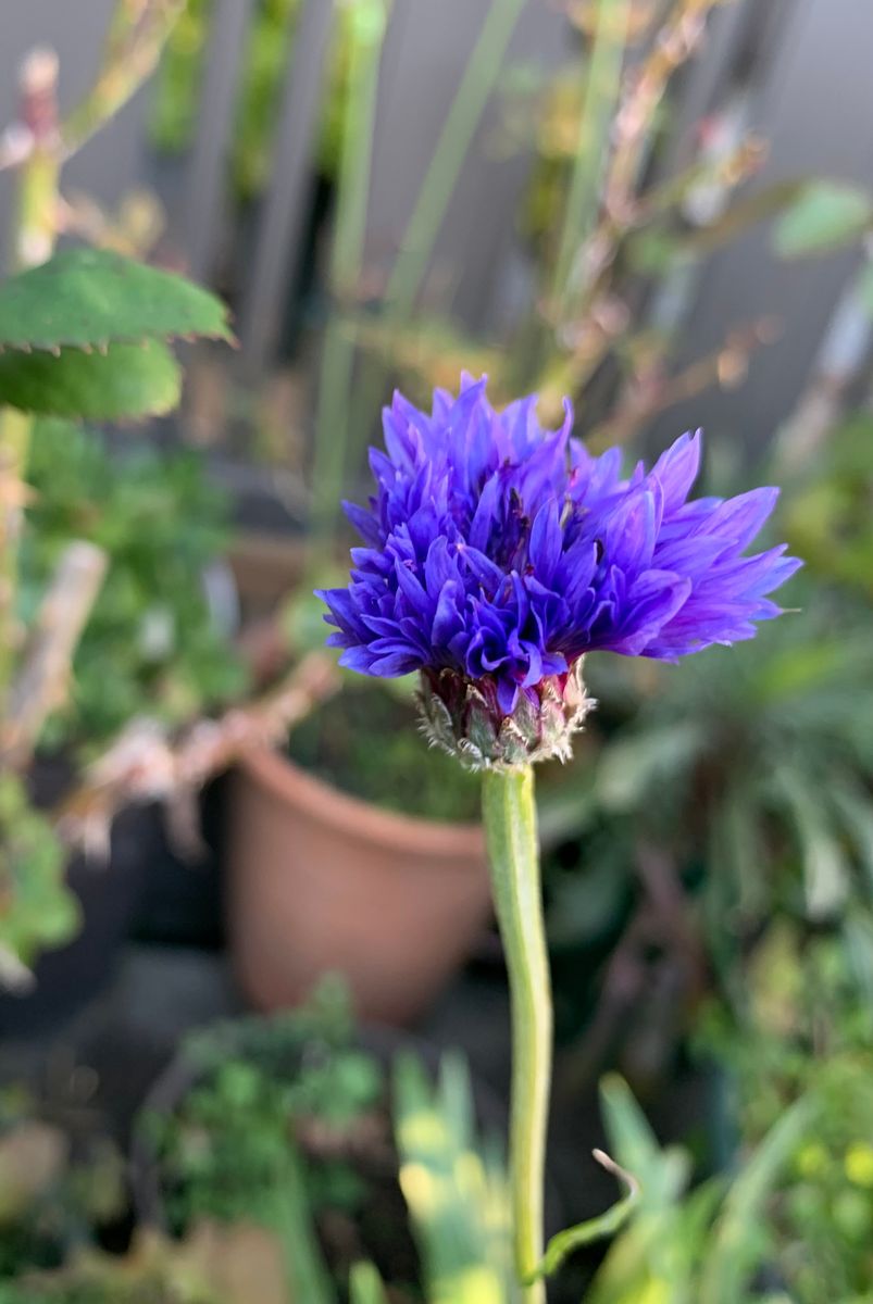 はじめての矢車草🌸 1月10日　青さま開花✨