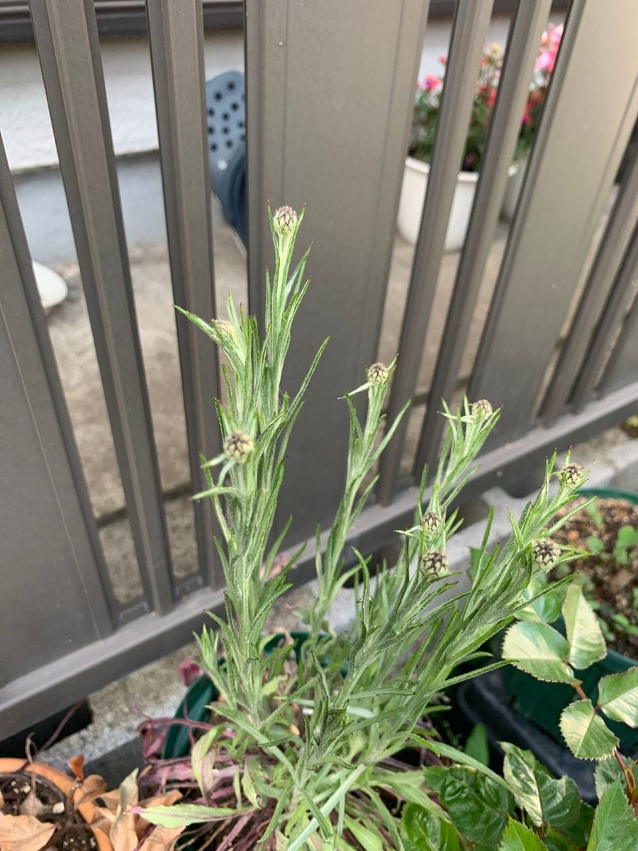 はじめての矢車草🌸 4月10日