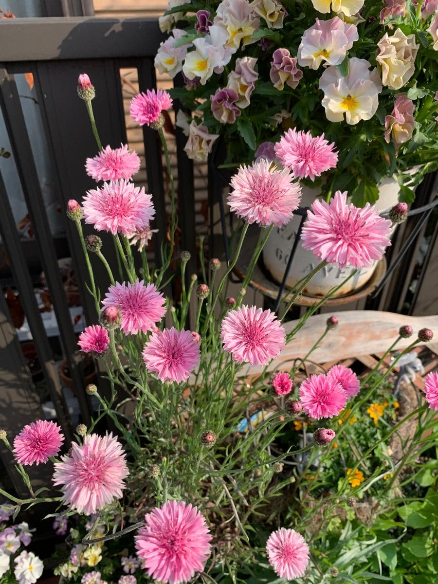 はじめての矢車草🌸 4月11日