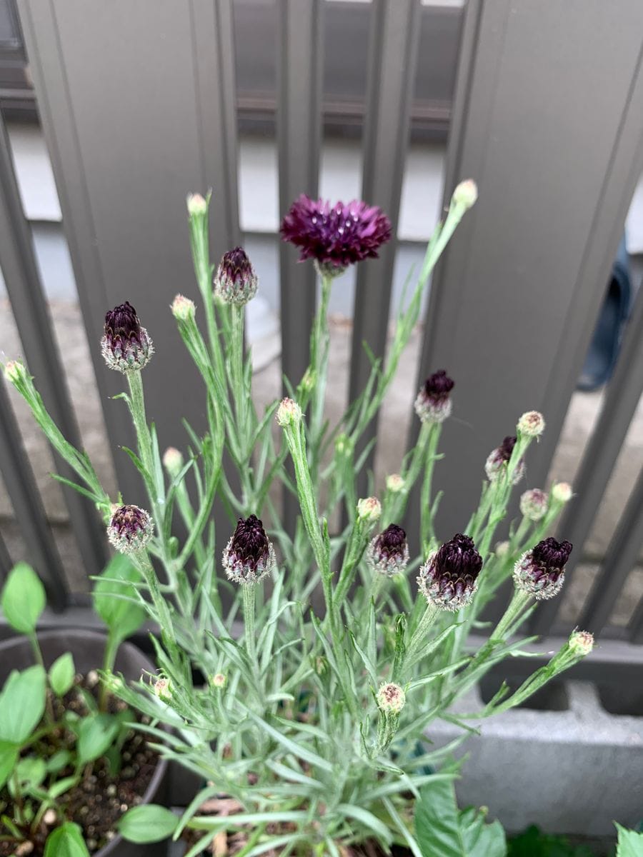 はじめての矢車草🌸 4月23日