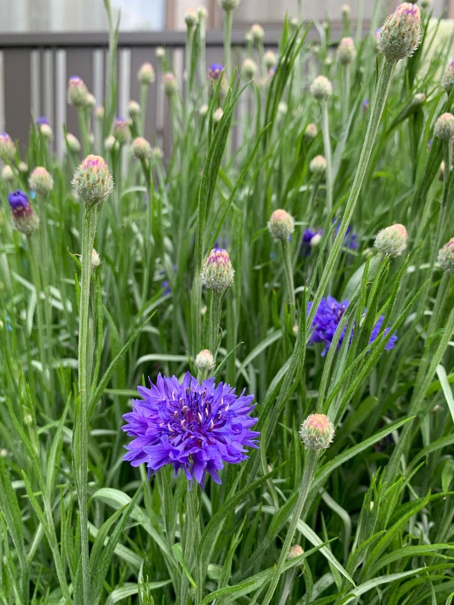 はじめての矢車草🌸 5月8日