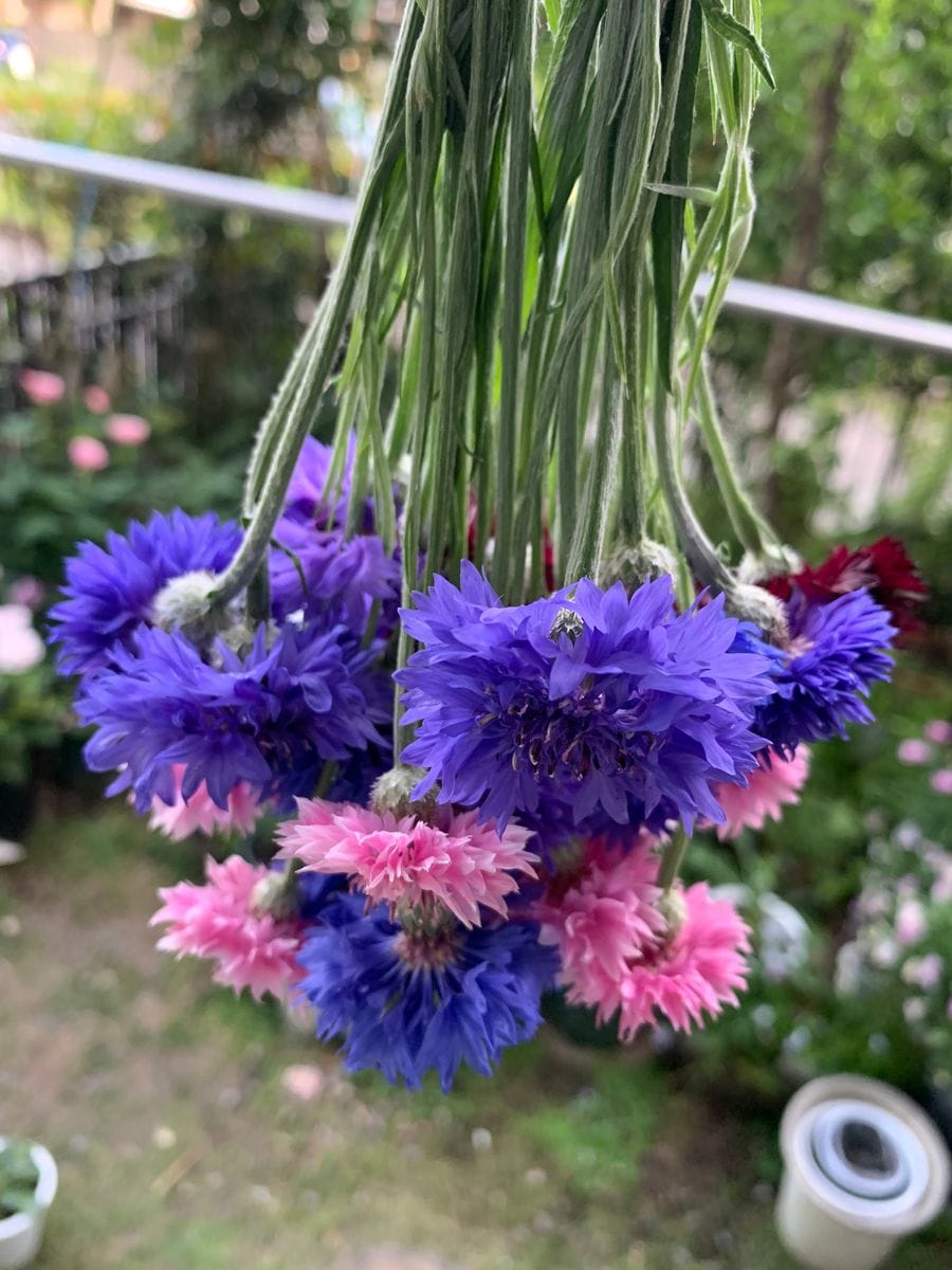 はじめての矢車草🌸 5月8日