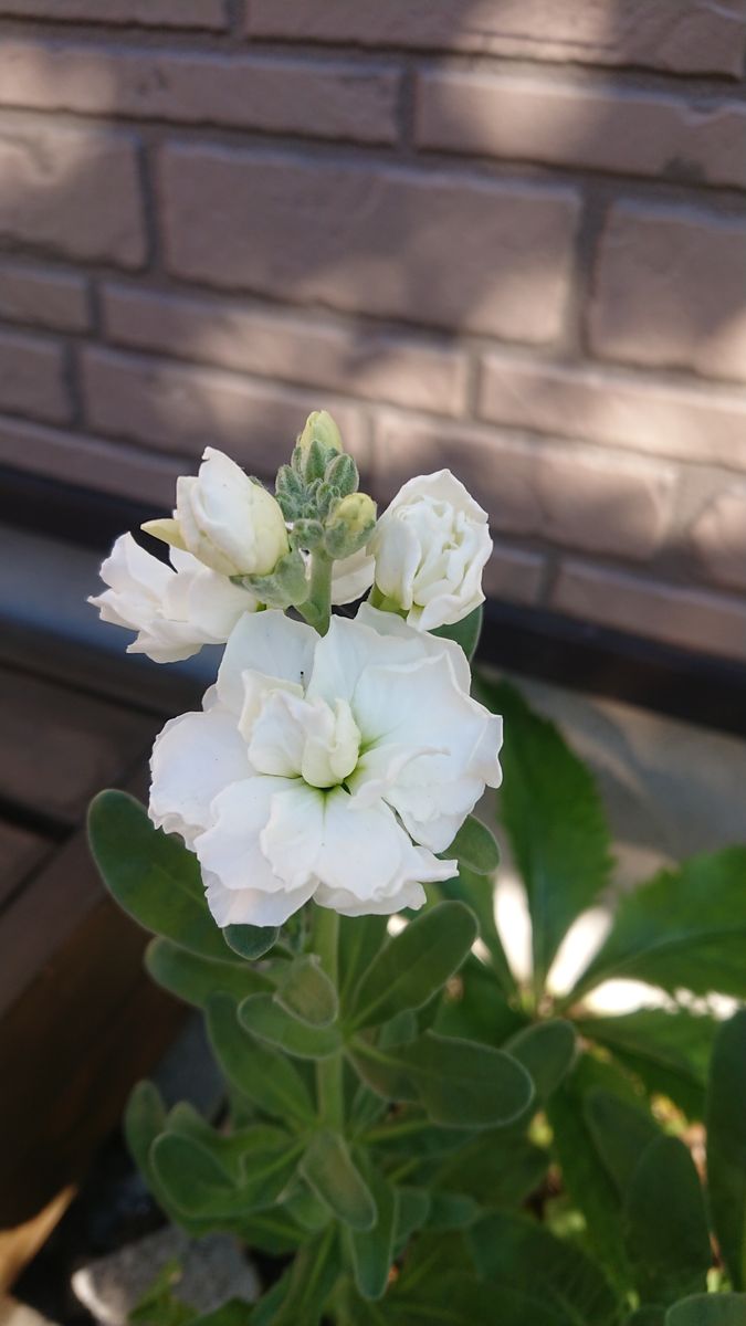 ストックの八重鑑別してみたい❗ １１／２８　八重の白が開花