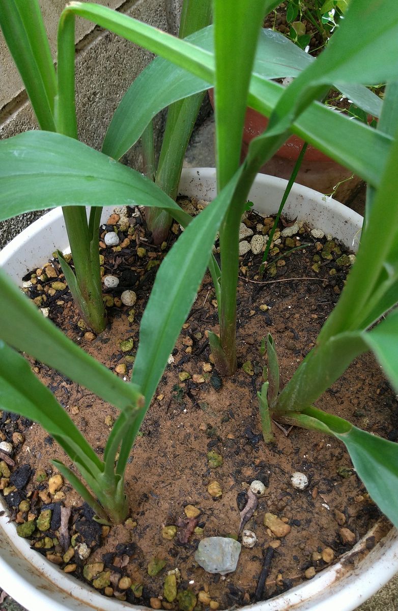 ☆クルクマの開花から収穫まで☆ 咲きましたレポの追加です