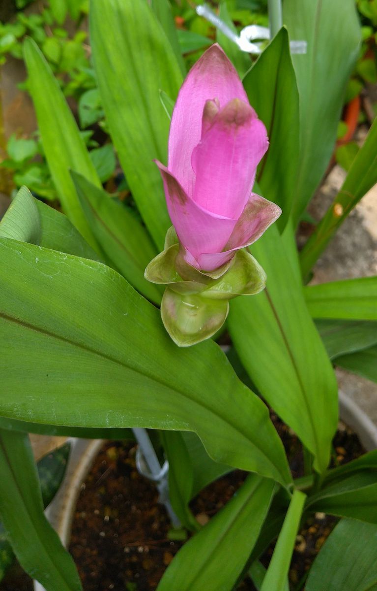 ☆クルクマの開花から収穫まで☆ ☆3つ目の蕾です☆