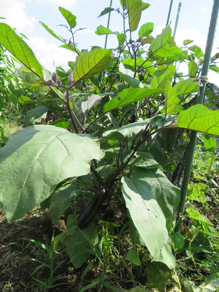 挿し芽（木）でいろんな野菜苗を育てる！！ 挿し芽したナスの初収穫