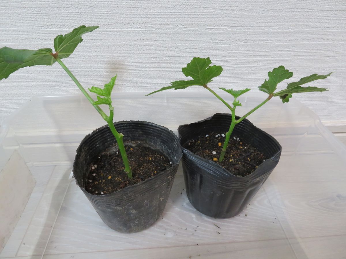 挿し芽（木）でいろんな野菜苗を育てる！！ 水差しして約３週間で苗が完成