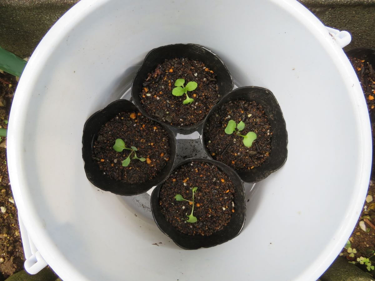 挿し芽（木）でいろんな野菜苗を育てる！！ キャベツ・白菜の間引き苗を挿し芽