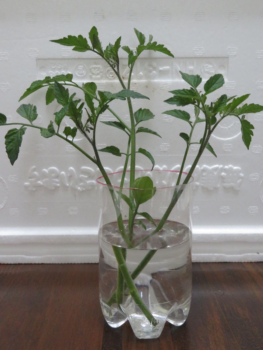 挿し芽（木）でいろんな野菜苗を育てる！！ まずは簡単なトマト腋芽の水差し