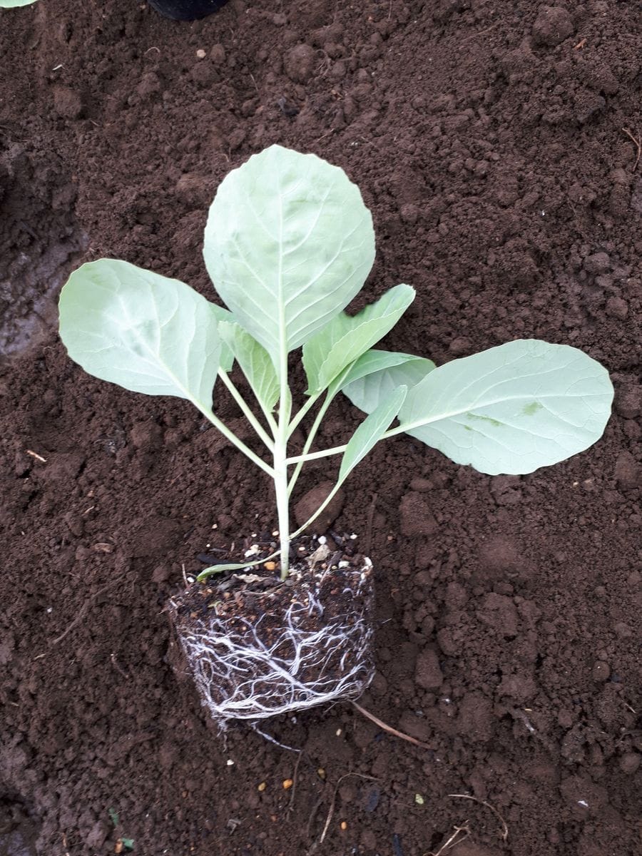 挿し芽（木）でいろんな野菜苗を育てる！！ しっかり根が張ったキャベツ苗