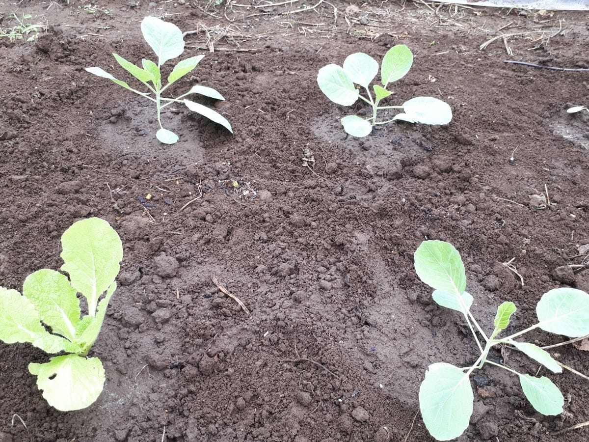 挿し芽（木）でいろんな野菜苗を育てる！！ 胚軸挿し芽苗のキャベツ・白菜の植え付け