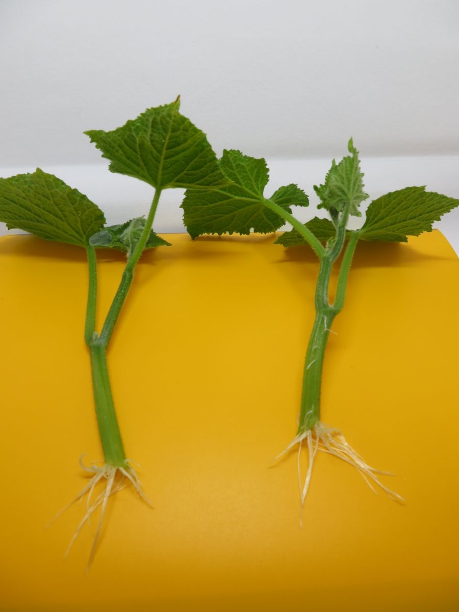 挿し芽（木）でいろんな野菜苗を育てる！！ 水差しによる発根