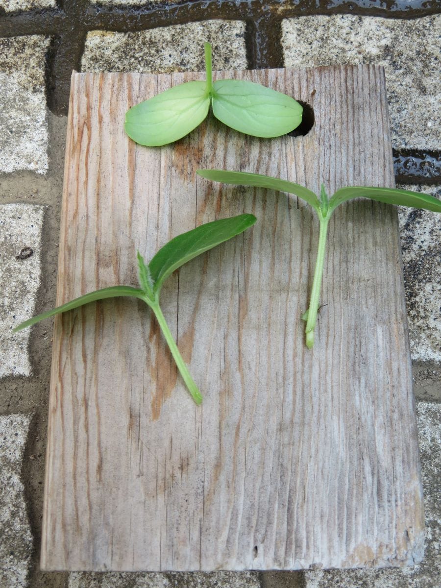 挿し芽（木）でいろんな野菜苗を育てる！！ キュウリの断根(胚軸)挿し木