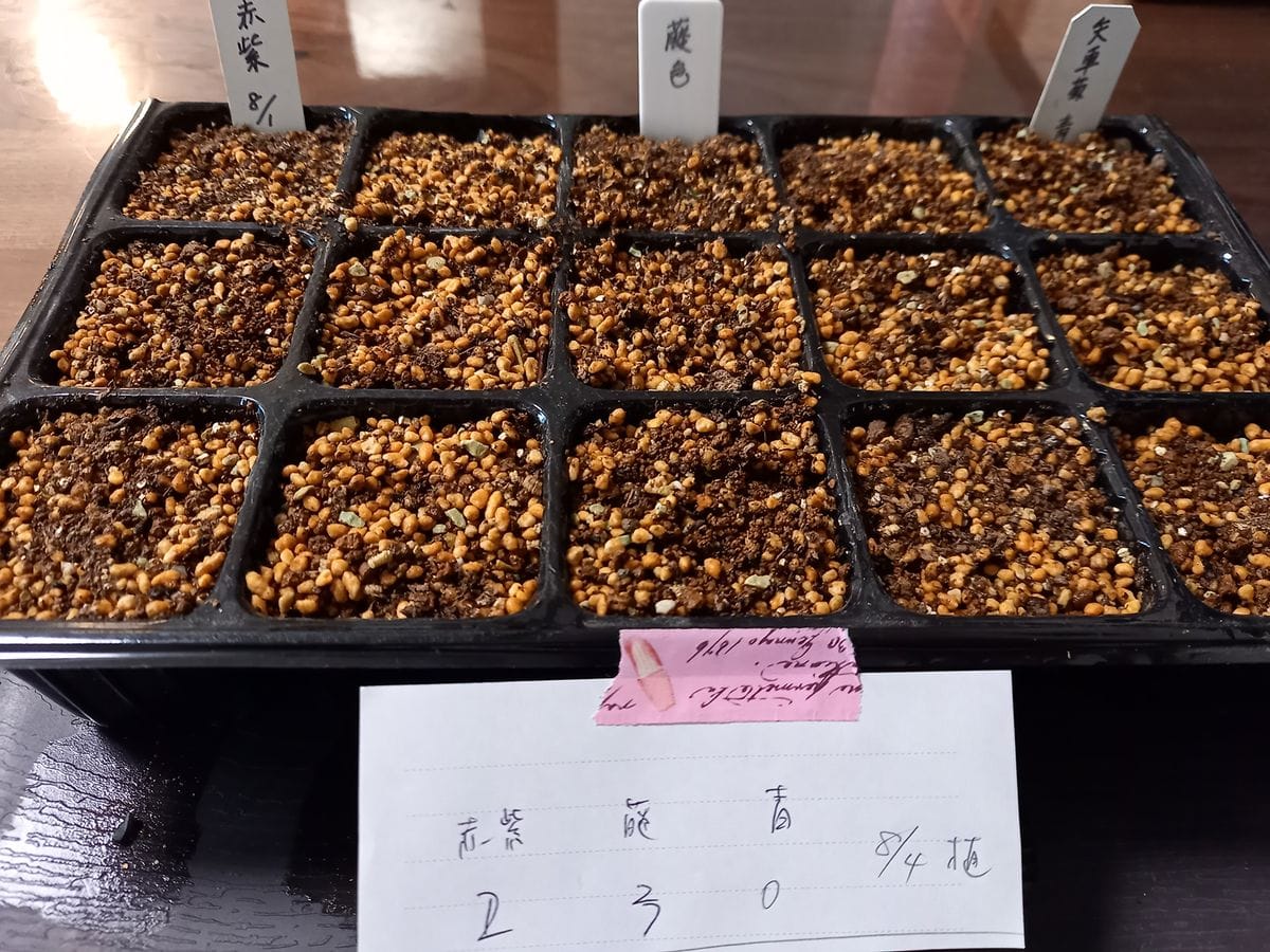 始めての矢車菊の種蒔き　2021〜2022 発根した種を種蒔き用土に植えました